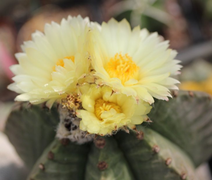 Astrophytum myriostigma kikko