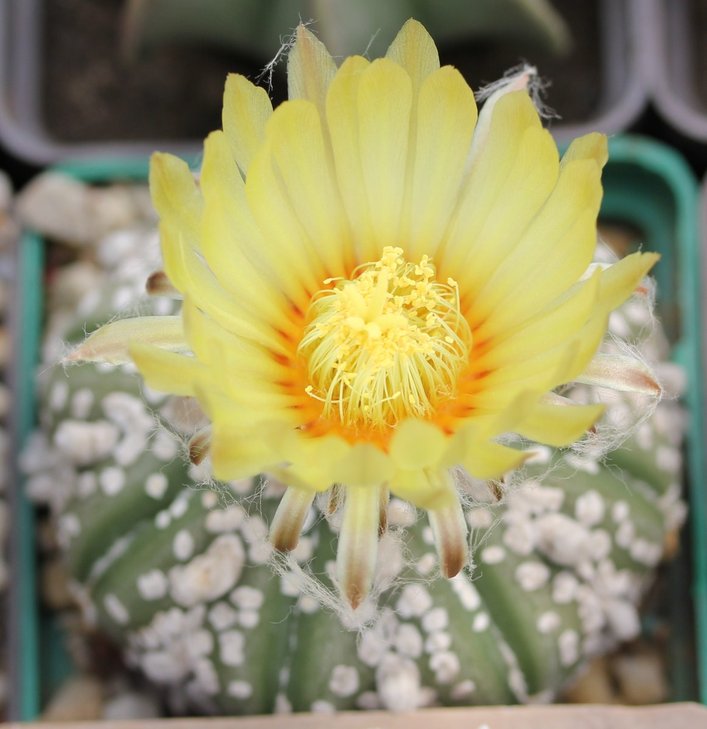 Astrophytum asterias super kabuto