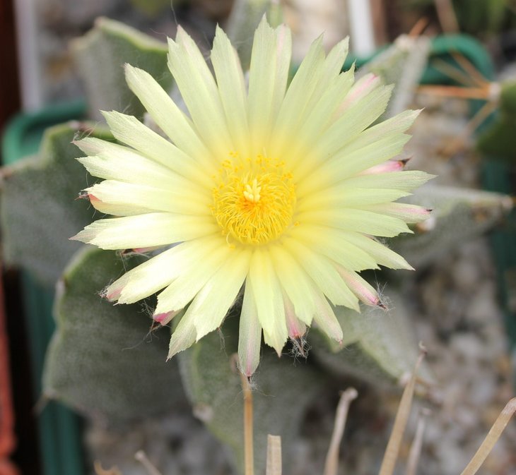 Astrophytum ornatum v. mirbelii первое цветение
