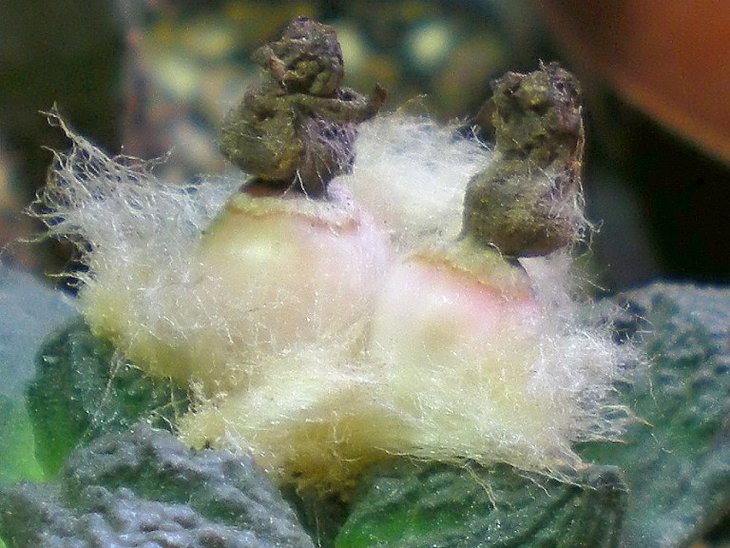 Ariocarpus fissuratus