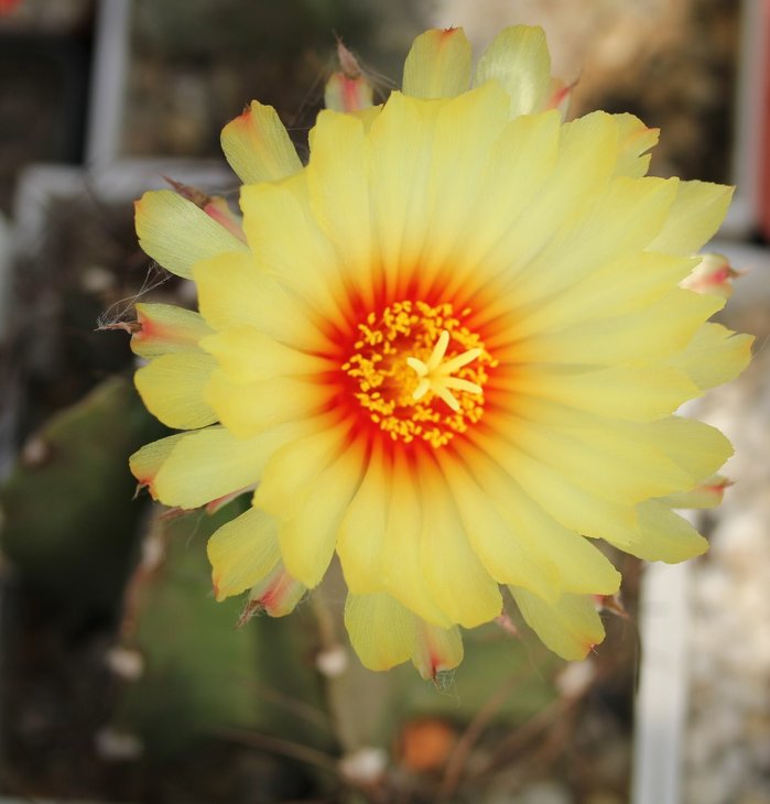 Astrophytum capricorne