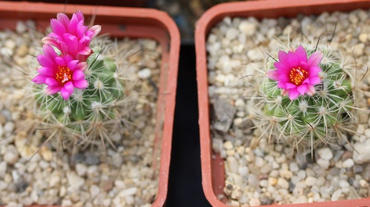 Gymnocactus viereckii