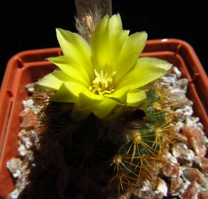 Frailea colombiana