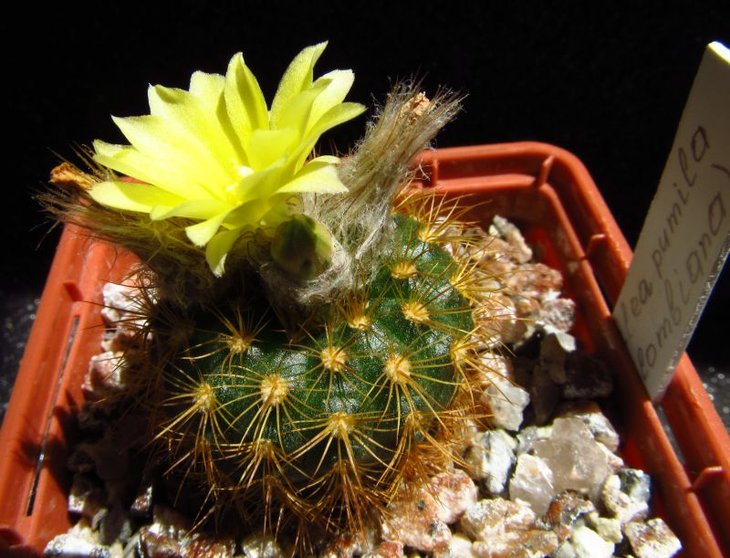 Frailea colombiana