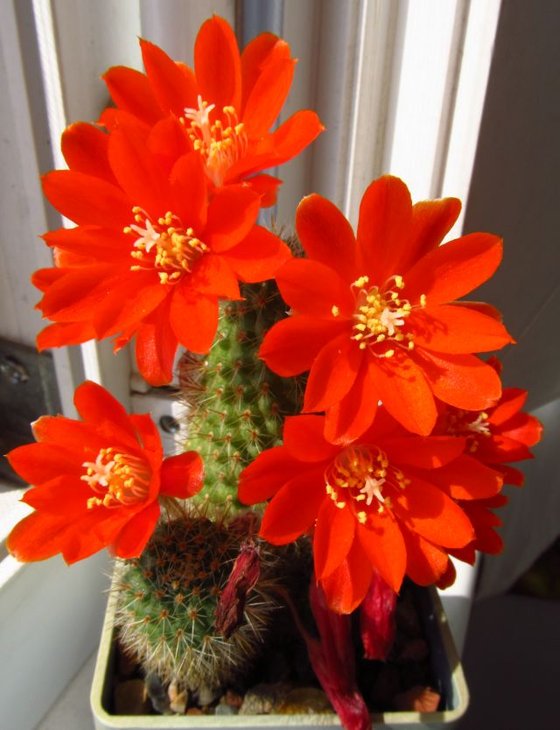 Aylostera pseudodeminuta