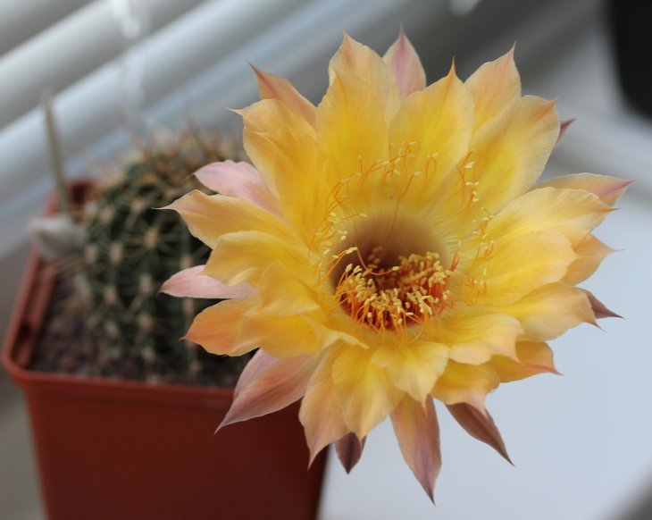 Echinopsis hb 604