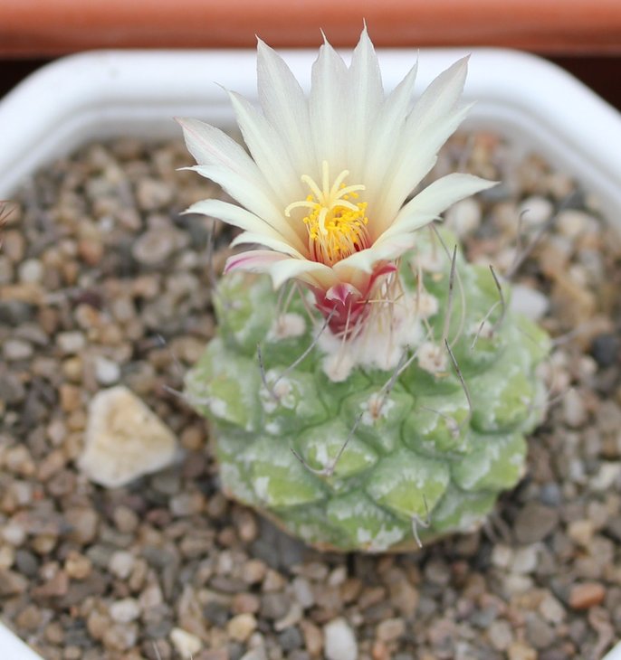 Strombocactus disciformis