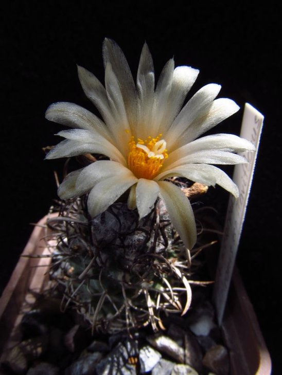 Turbinicarpus flaviflorus