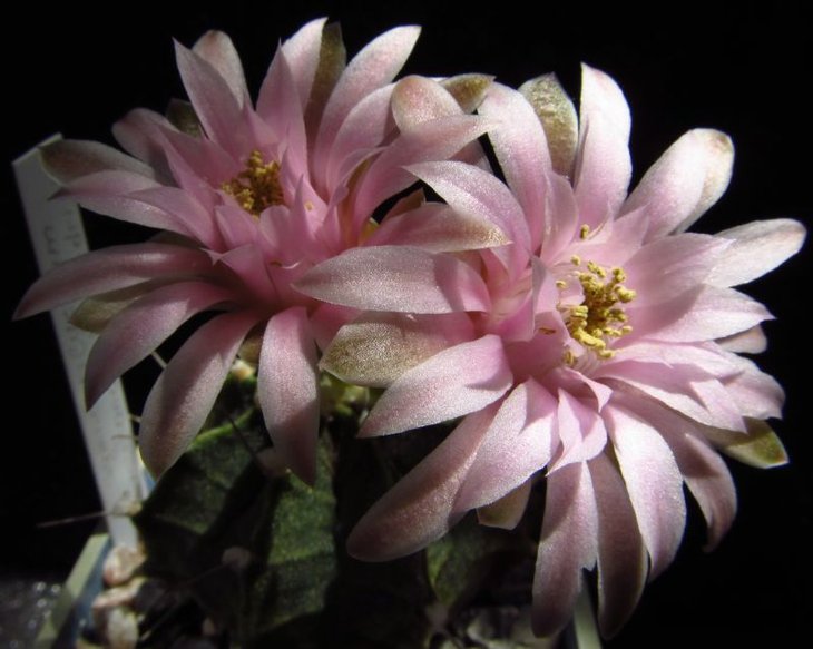 Gymnocalycium friedrichii