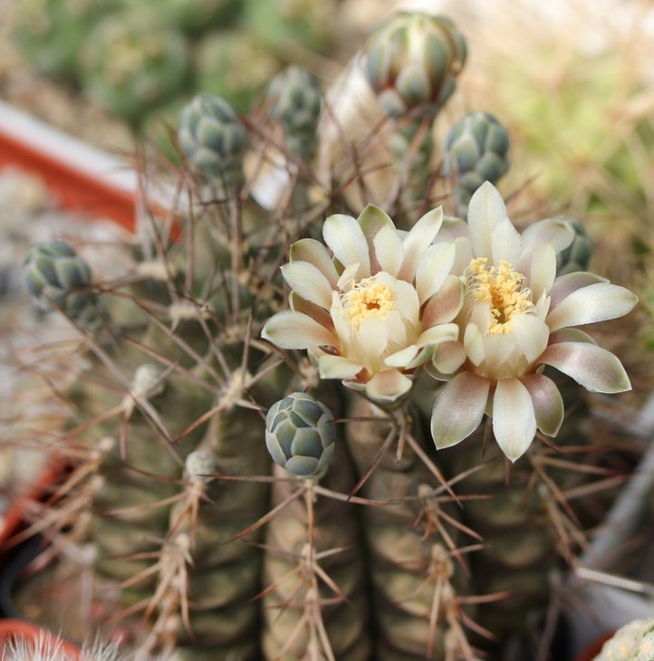 Gymnocalycium sp.