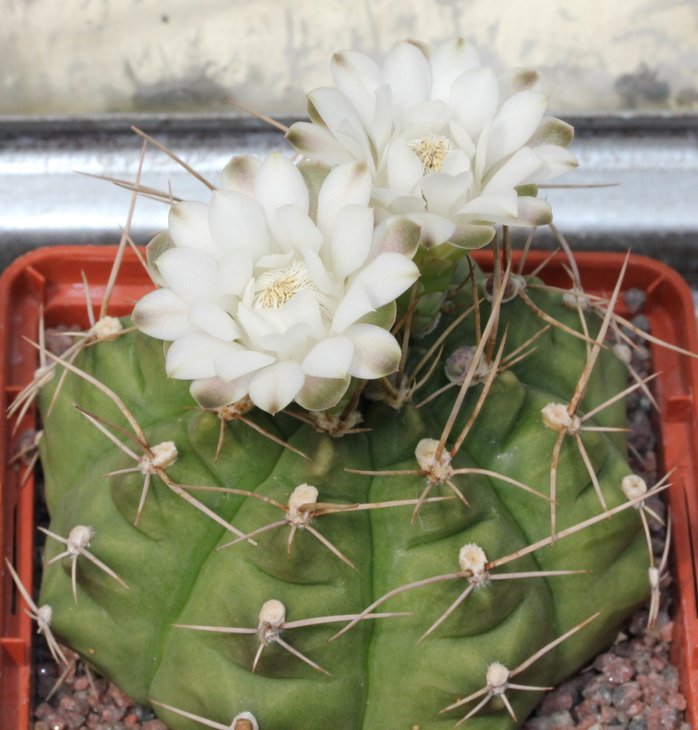 Gymnocalycium anisitsii