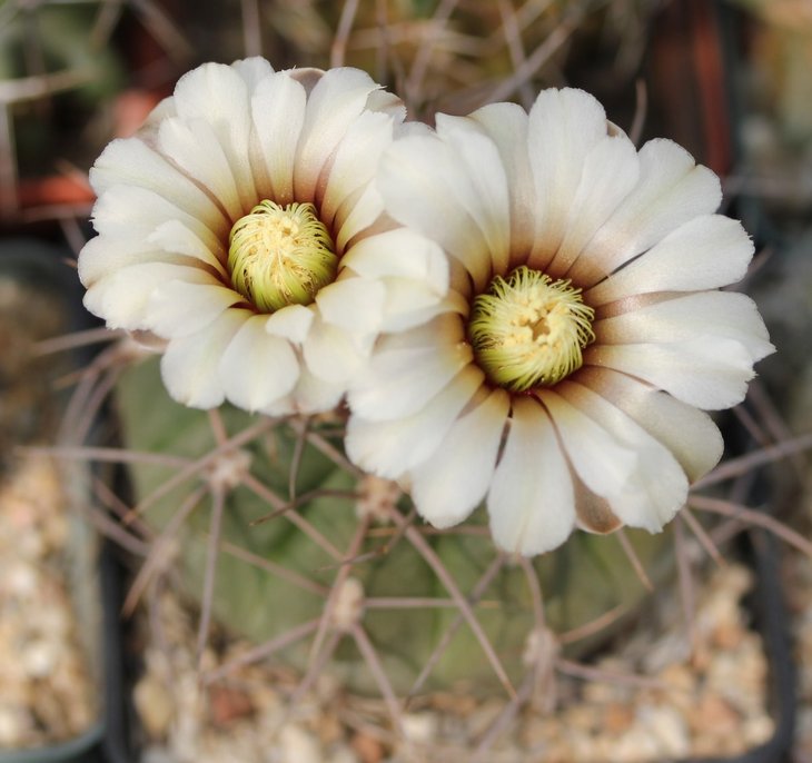 Gymnocalycium moserianum
