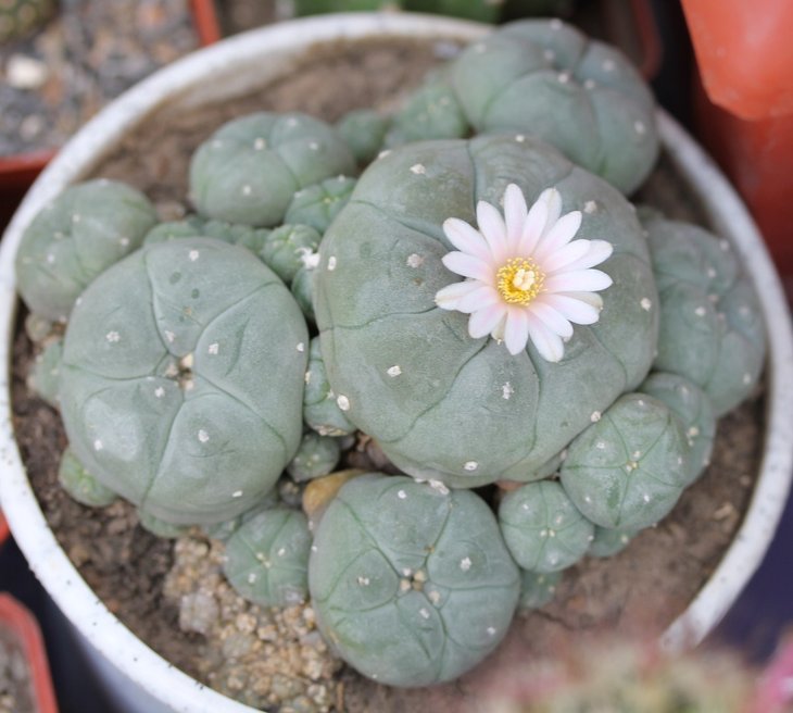 Lophophora caespitosa