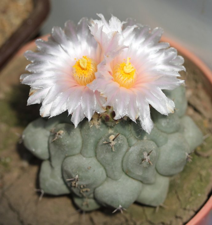 Thelocactus rinconensis