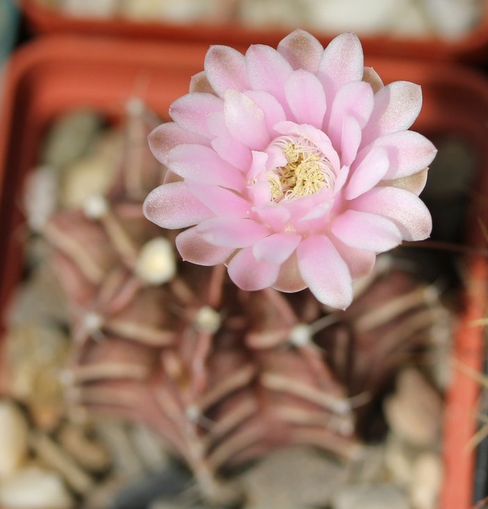 Gymnocalycium friedrichii