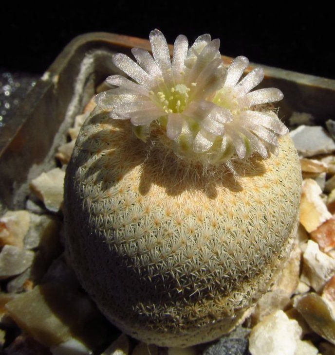 Epithelantha bokei