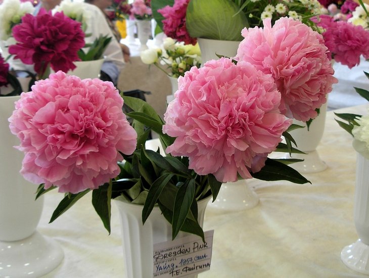 'Dresden Pink', USA, 1957