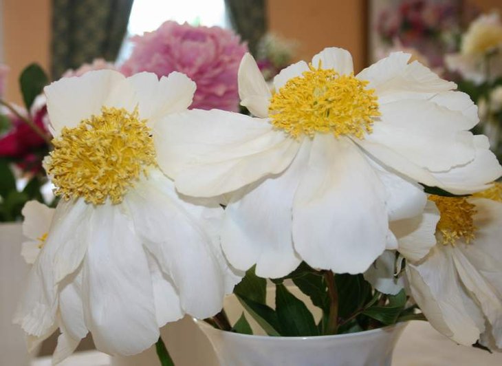''Mai Fleuri', France, 1905