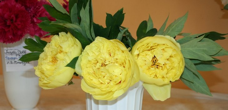 'Yellow Crown', Япония, 1974