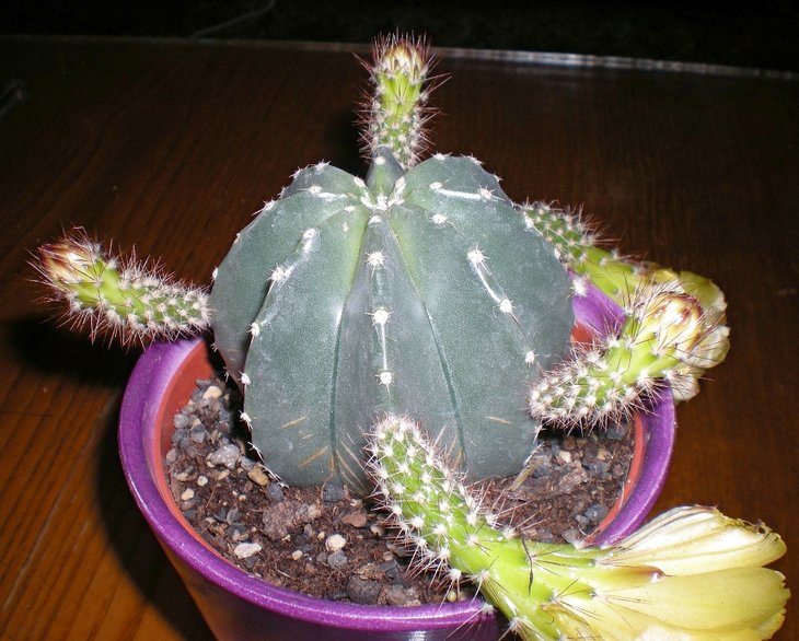 Echinocereus subinermis