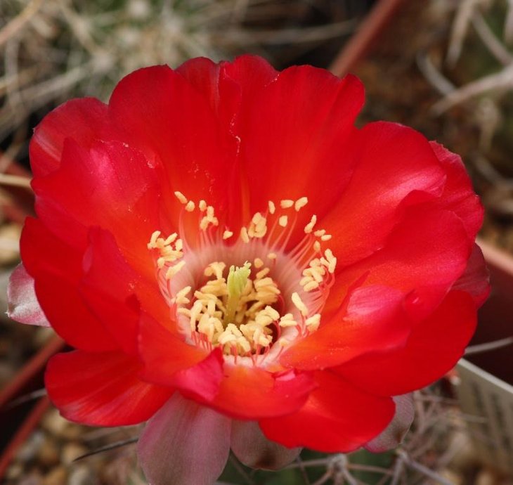 Lobivia haematantha subsp. hualfinensis flower.jpg