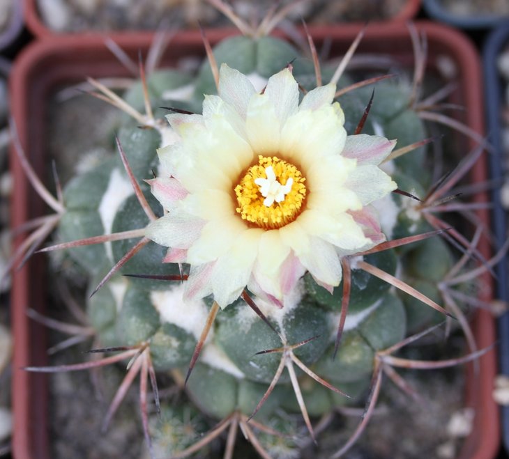 Coryphantha daimonoceras