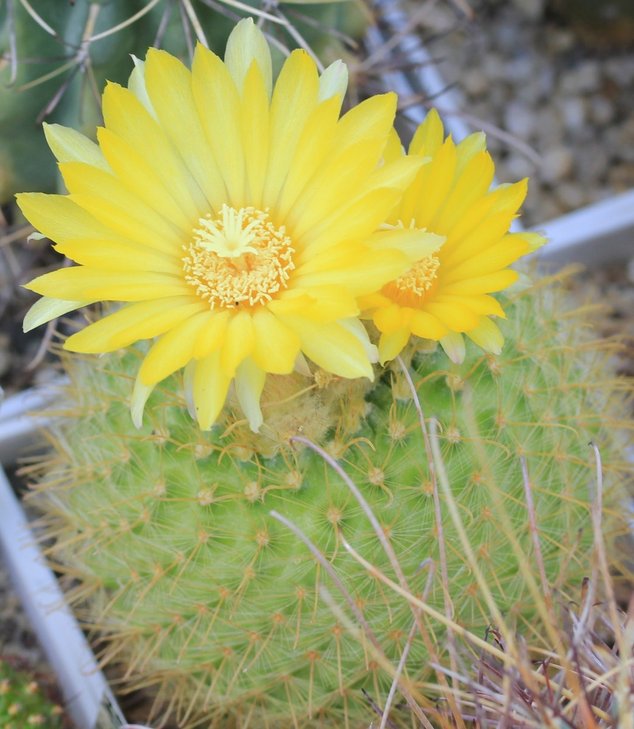 Parodia aureispina