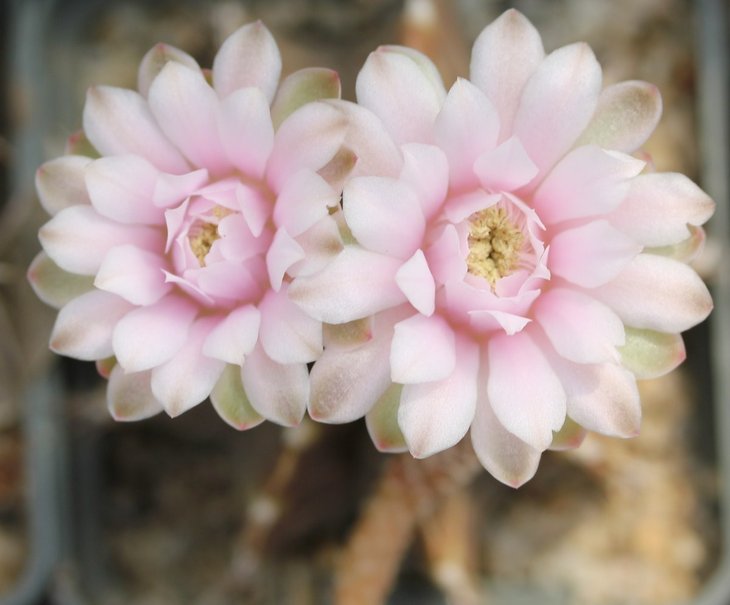 Gymnocalycium mihanovichii