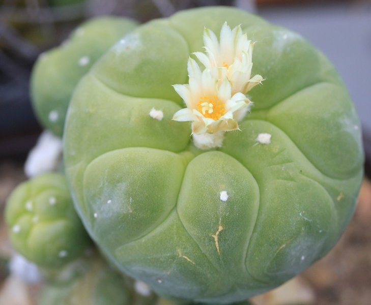 Lophophora sp.