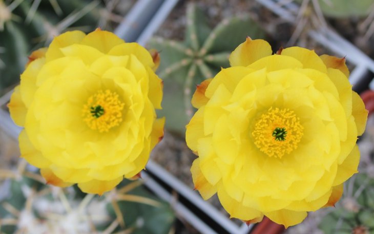 Echinocereus subinermis
