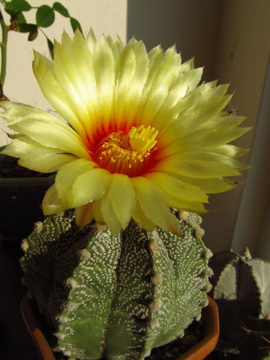 Astrophytum CAPAS
