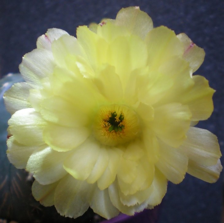 Echinocereus subinermis (900 x 898).jpg