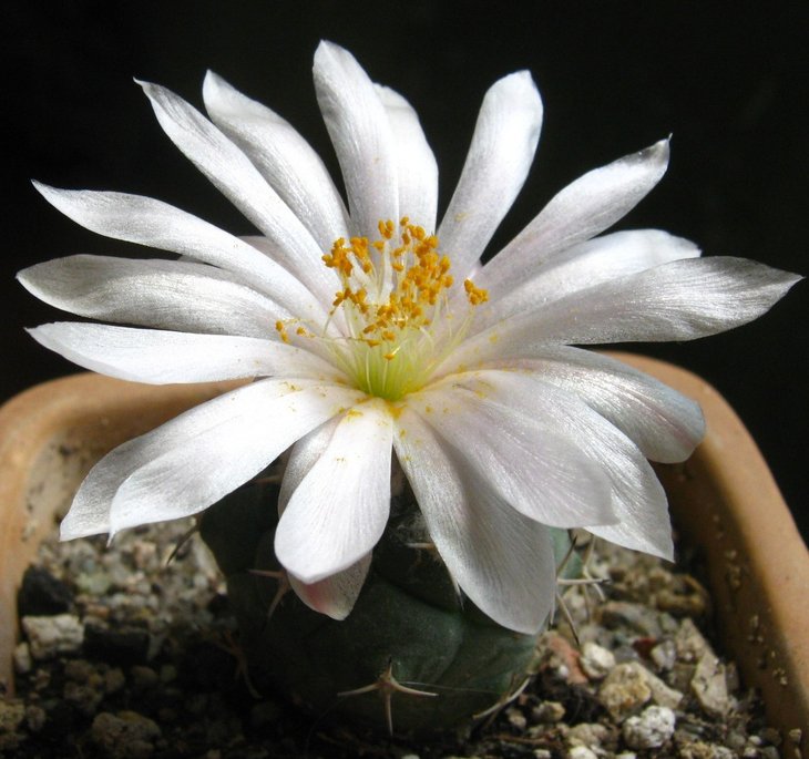 Turbinicarpus lophophoroides.jpg