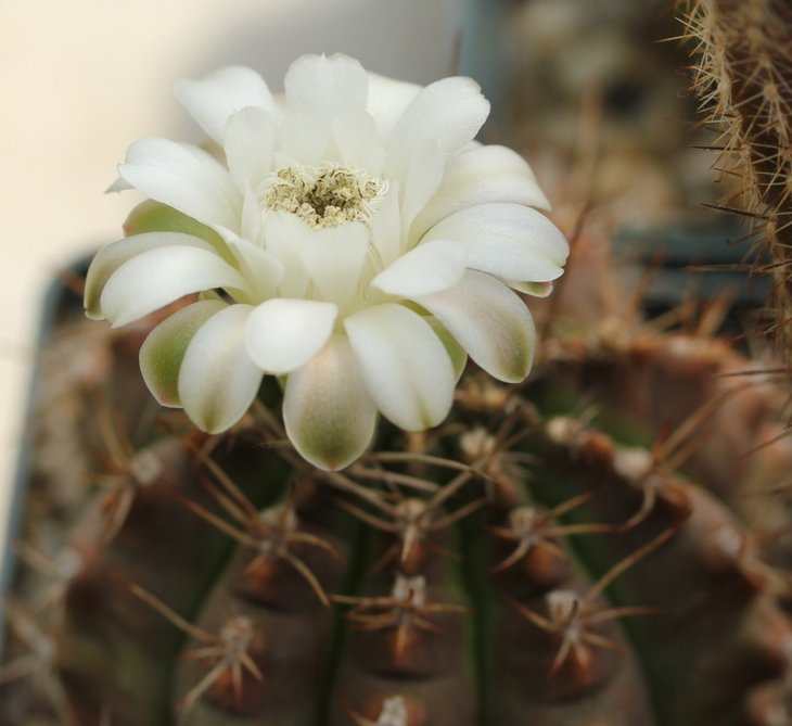 Gymnocalycium anisitsii