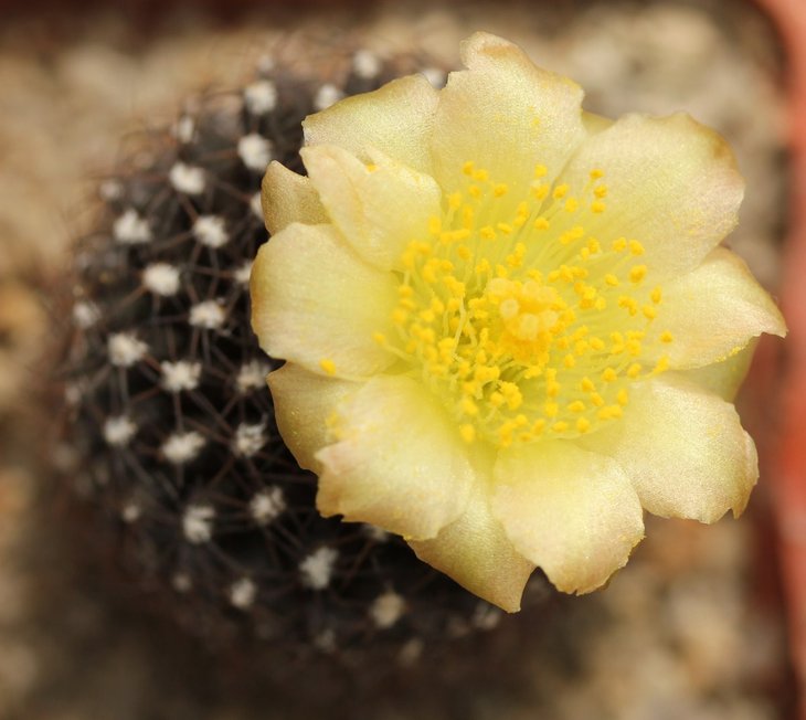 Copiapoa tenuissima