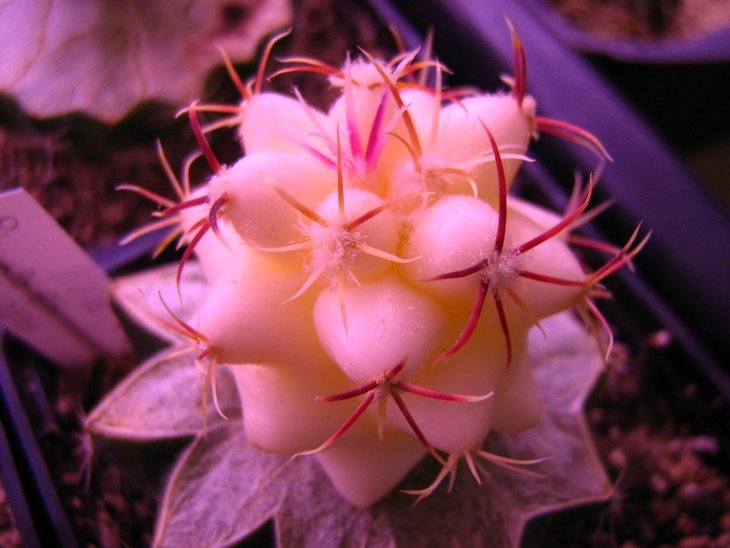 Thelocactus heterochromus
