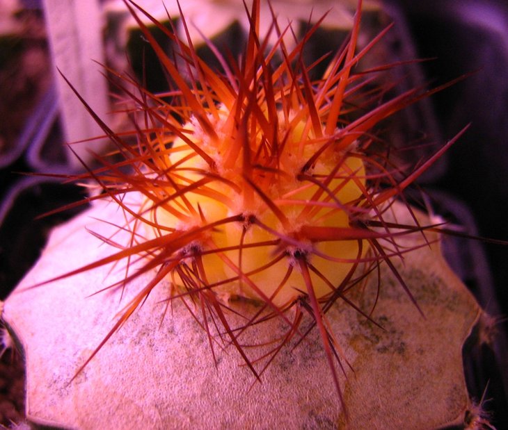 Denmoza rhodacantha
