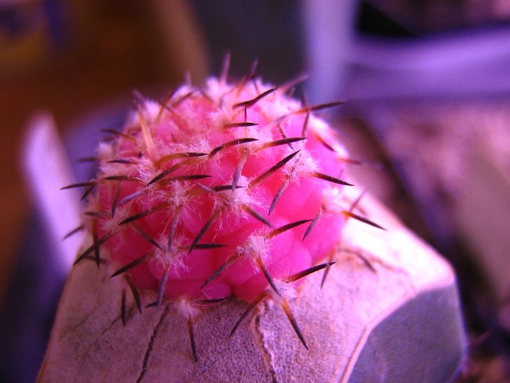 G. piltziorum