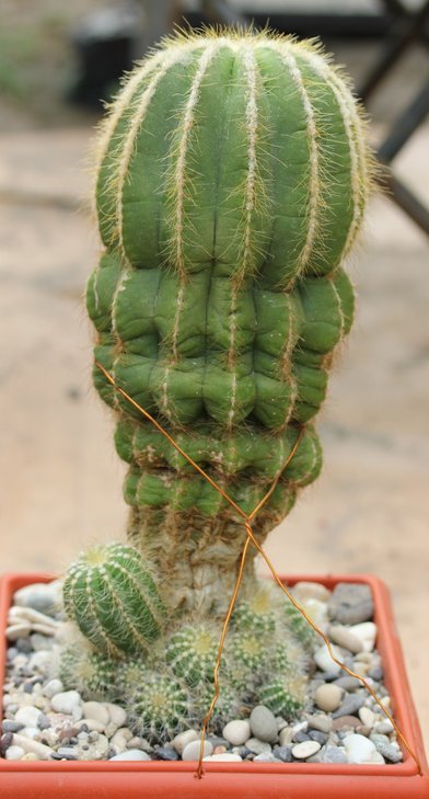 Eriocactus magnificus