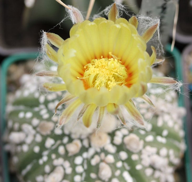 Astrophytum asterias cv. Superkabuto