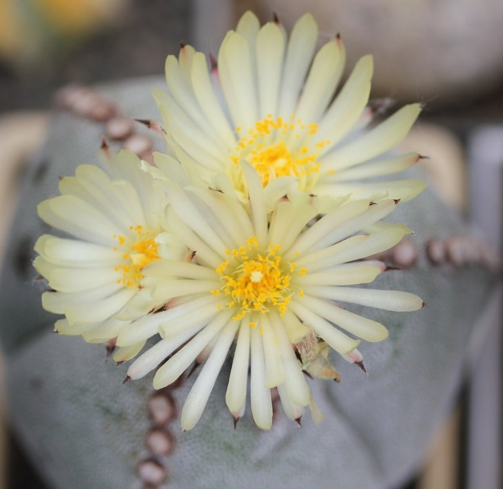 Astrophytum myriostigma quadricostatum