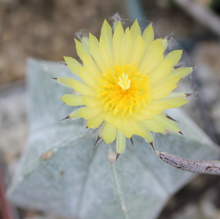 Astrophytum myriostigma onzuka