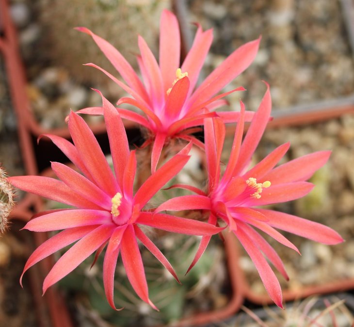 Matucana krahnii