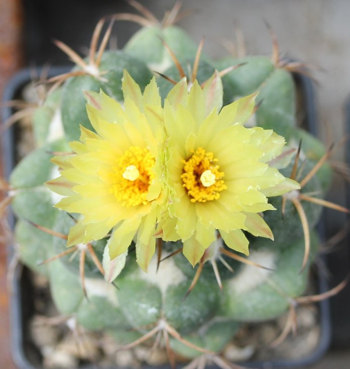Coryphantha daimonoceras