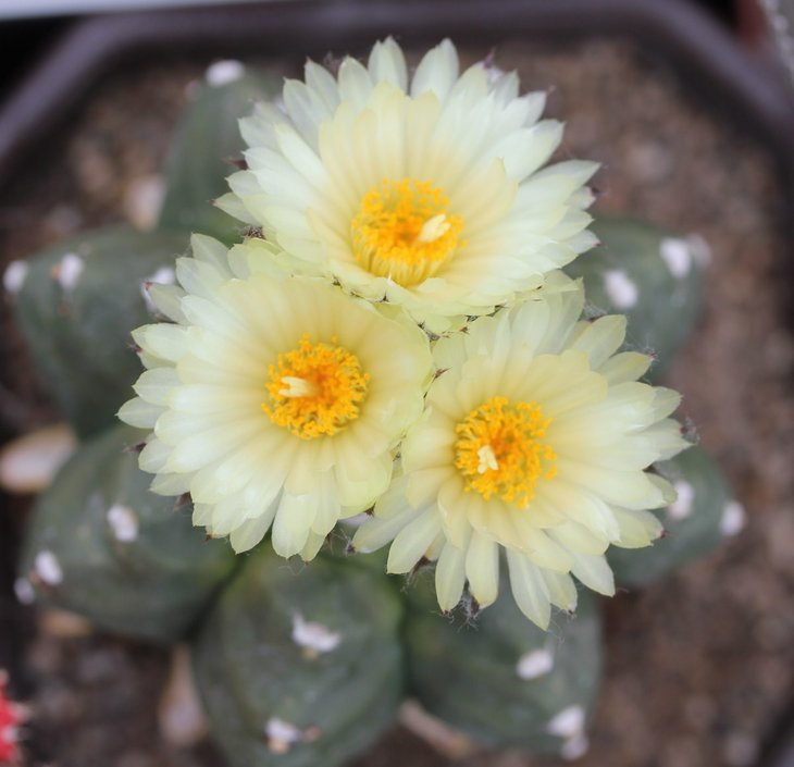 Astrophytum myriostigma kikko 2