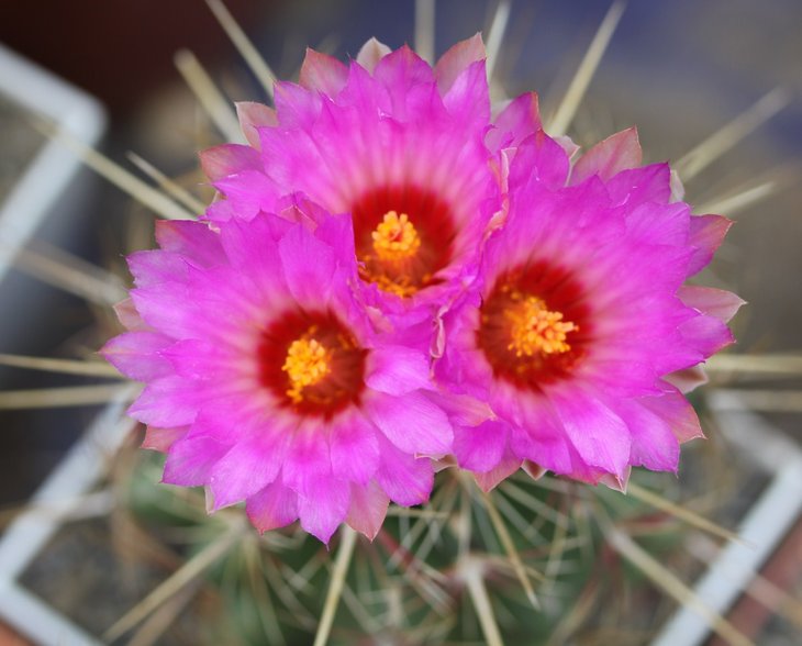 Thelocactus bicolor tricolor