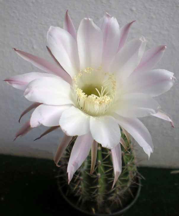 Echinopsis multiplex