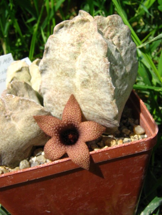 Whitesloanea crassa