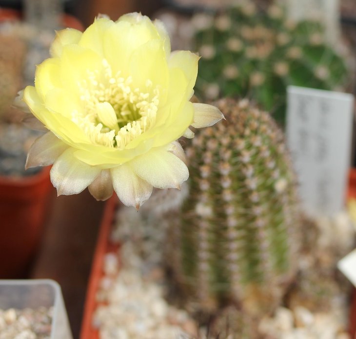 Lobivia aurea v. shaferi