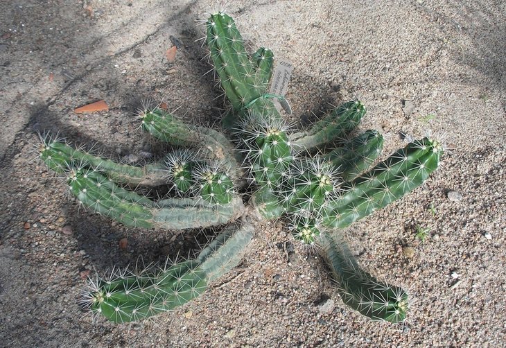 Echinocereus cinerascens.JPG